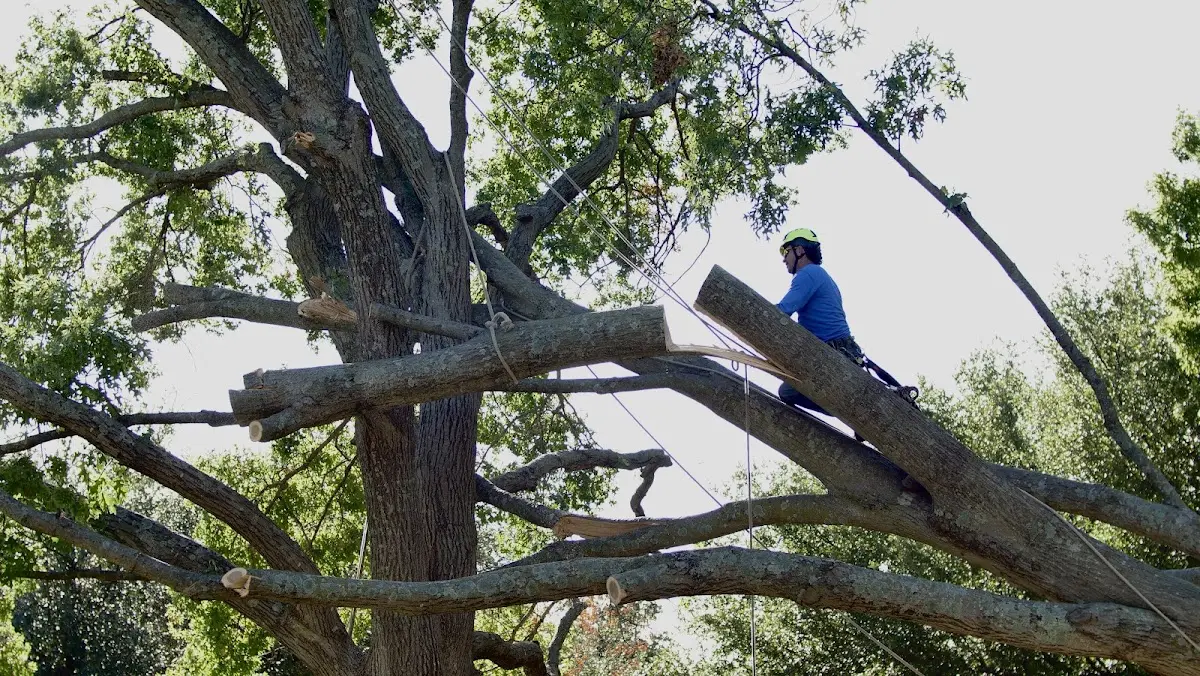 Professional Crown Thinning performed by certified arborists in Exchange